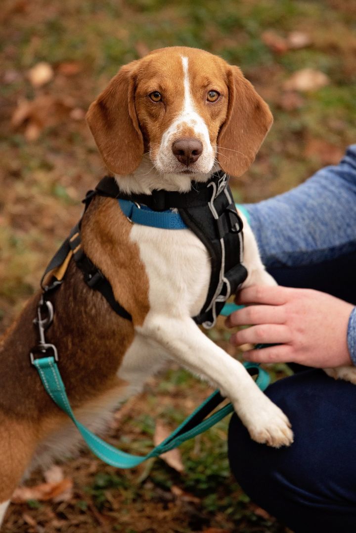 Rose, an adopted Beagle in West Grove, PA_image-6