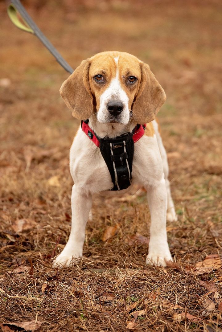 Jasmine, an adopted Beagle in West Grove, PA_image-1