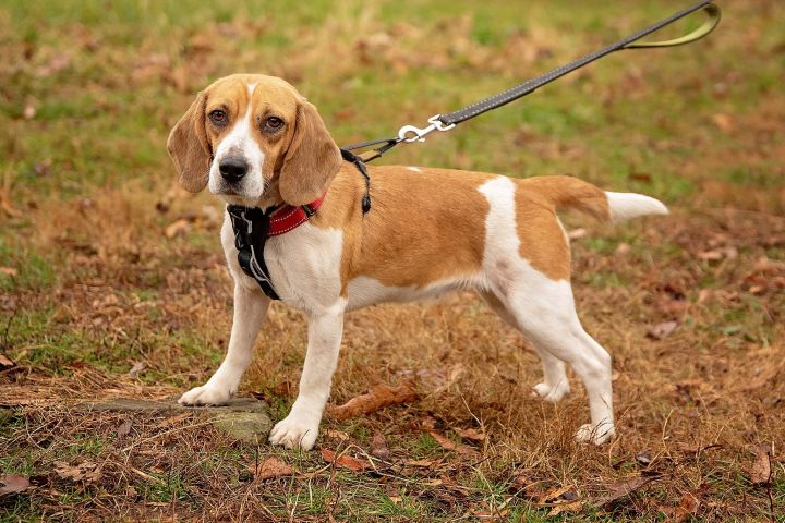 Jasmine, an adopted Beagle in West Grove, PA_image-5