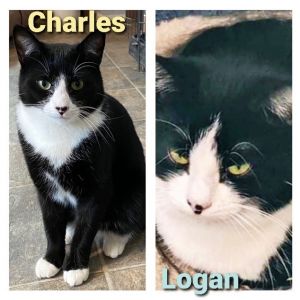 Charles (M) & Logan (F) Bonded Pair/Siblings