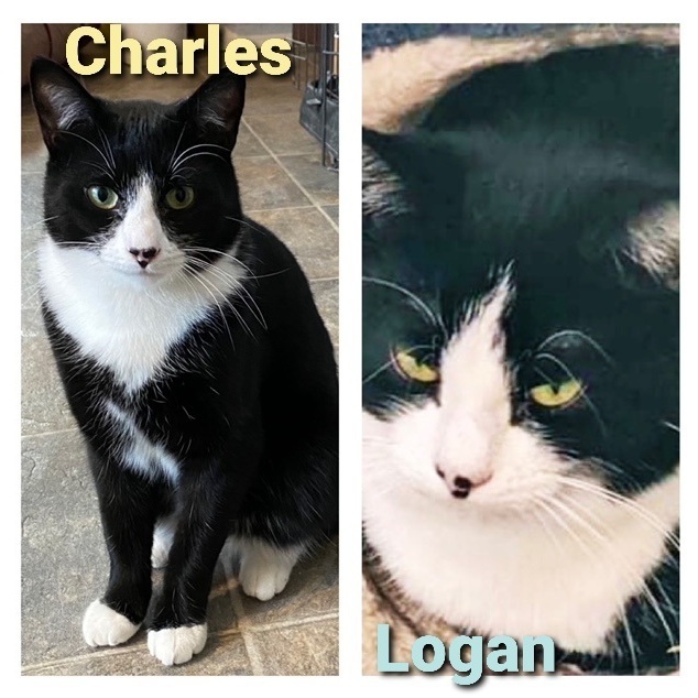 Charles (M) & Logan (F) Bonded Pair/Siblings, an adopted Domestic Short Hair in Fort Kent, ME_image-1