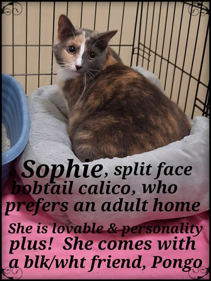 Sophie, an adopted Calico Mix in Staunton, VA_image-1