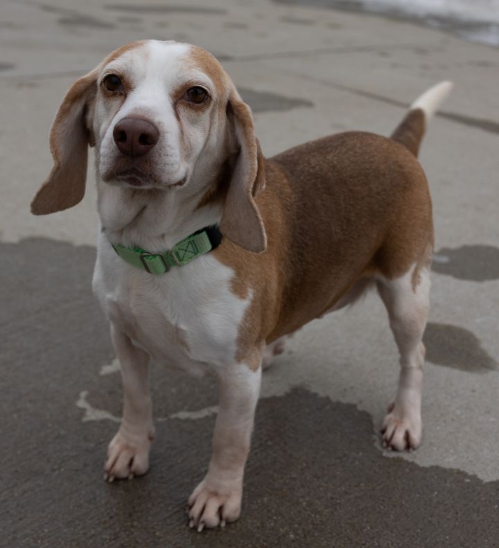 Hannah, an adopted Beagle Mix in Naperville, IL_image-3