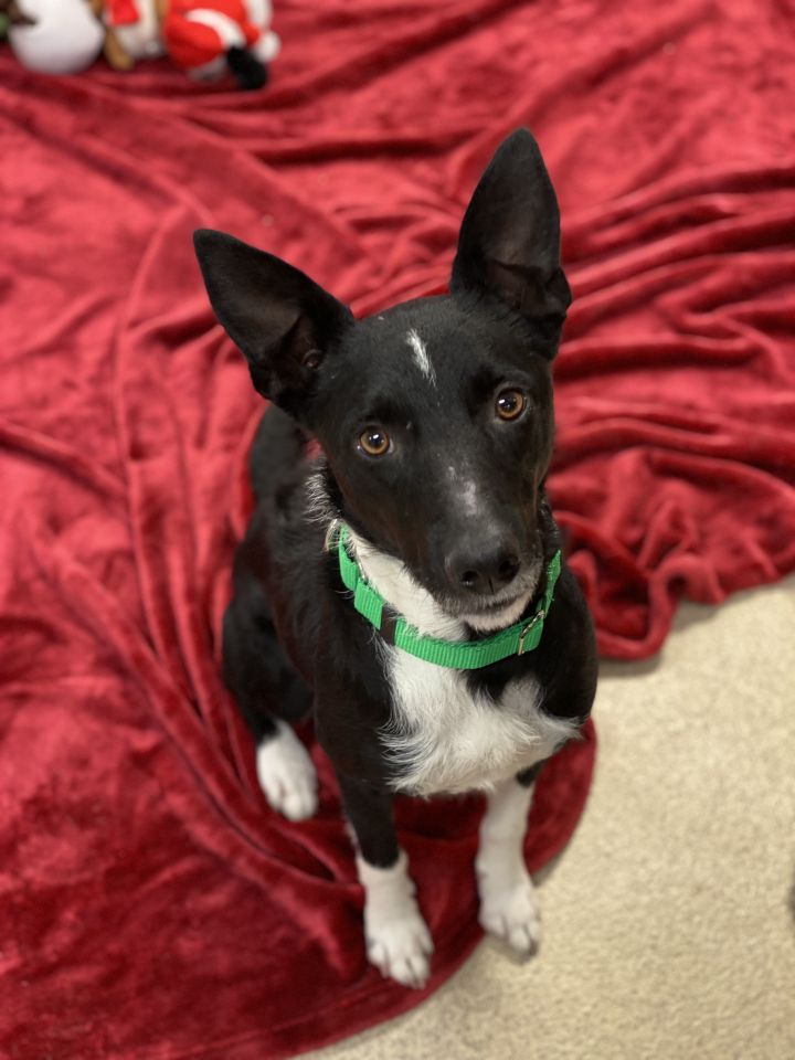 Lily, an adoptable Border Collie Mix in Naperville, IL_image-2