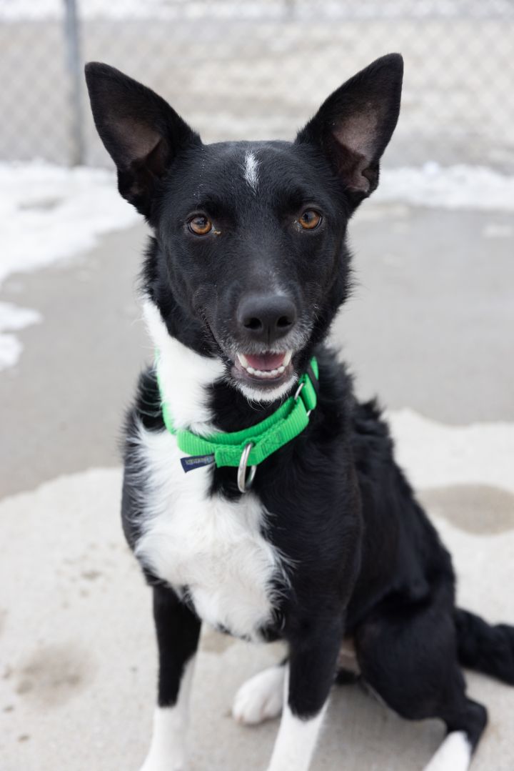 Lily, an adopted Border Collie Mix in Naperville, IL_image-1
