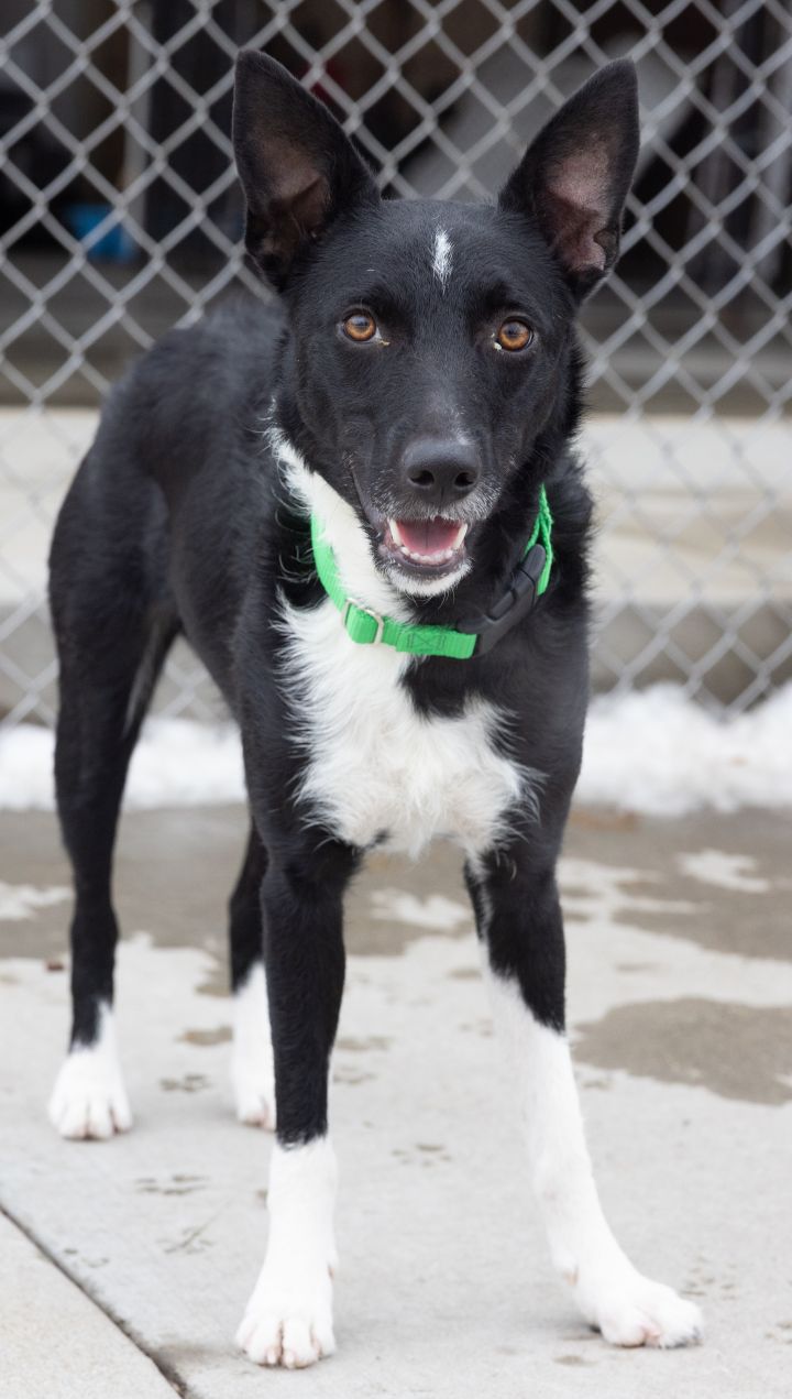 Lily, an adopted Border Collie Mix in Naperville, IL_image-5