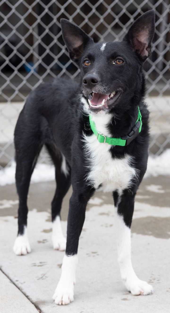 Lily, an adoptable Border Collie Mix in Naperville, IL_image-6