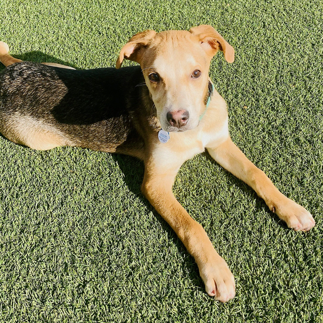 Charles, an adopted Beagle & Shepherd Mix in Oklahoma City, OK_image-3
