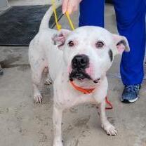 Baby Girl, an adoptable Pit Bull Terrier in Inverness, FL, 34450 | Photo Image 4