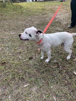 Baby Girl, an adoptable Pit Bull Terrier in Inverness, FL, 34450 | Photo Image 6