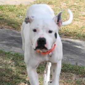 Baby Girl, an adoptable Pit Bull Terrier in Inverness, FL, 34450 | Photo Image 7