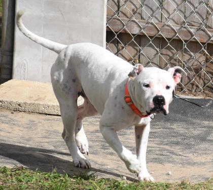 Baby Girl, an adoptable Pit Bull Terrier in Inverness, FL, 34450 | Photo Image 8