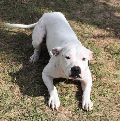 Baby Girl, an adoptable Pit Bull Terrier in Inverness, FL, 34450 | Photo Image 10