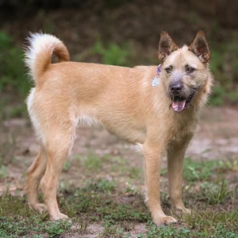 Coco, an adoptable Vizsla, Mixed Breed in Houston, TX, 77070 | Photo Image 1