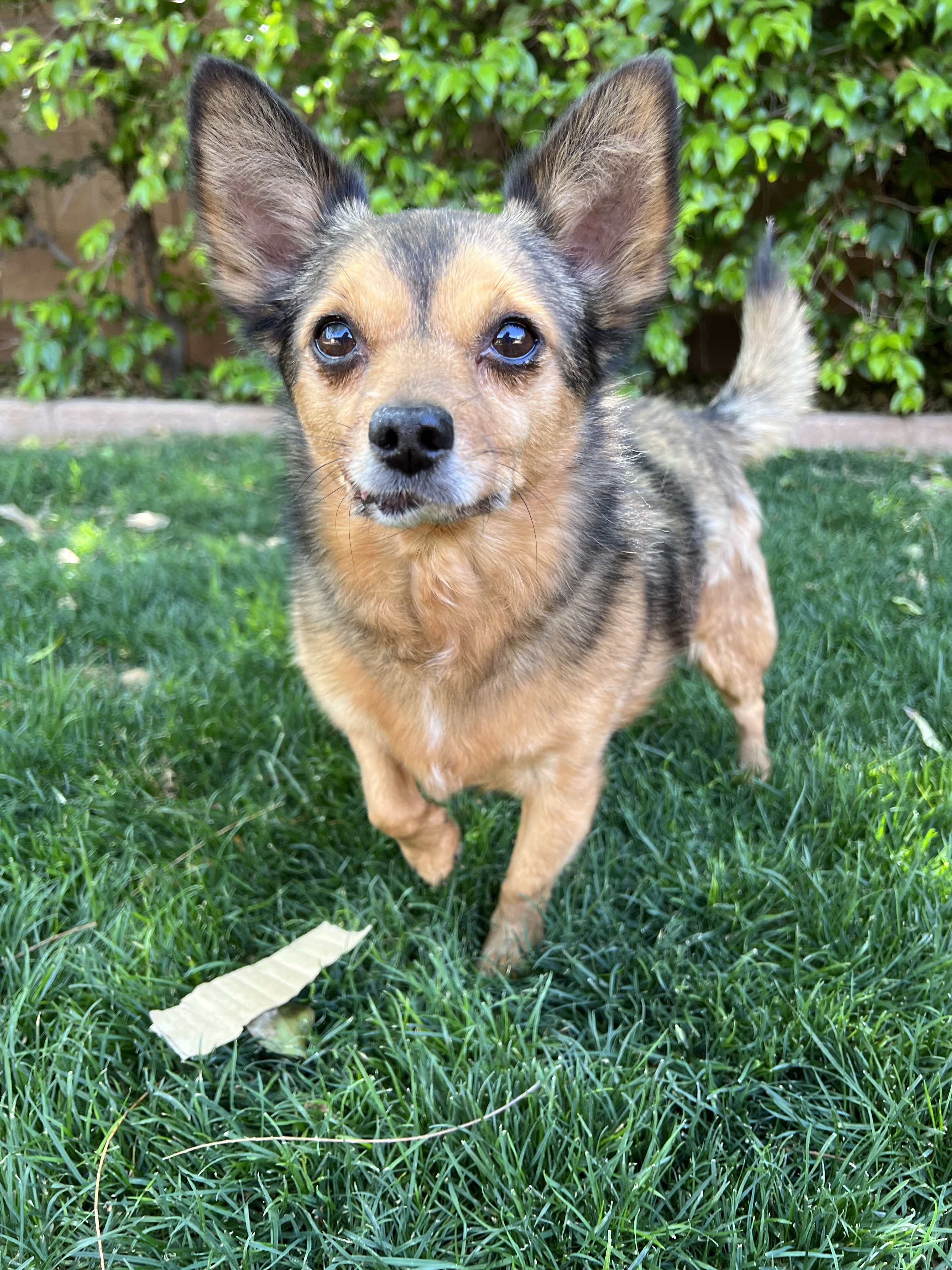 Mike, an adoptable Chihuahua in Phoenix, AZ, 85048 | Photo Image 2
