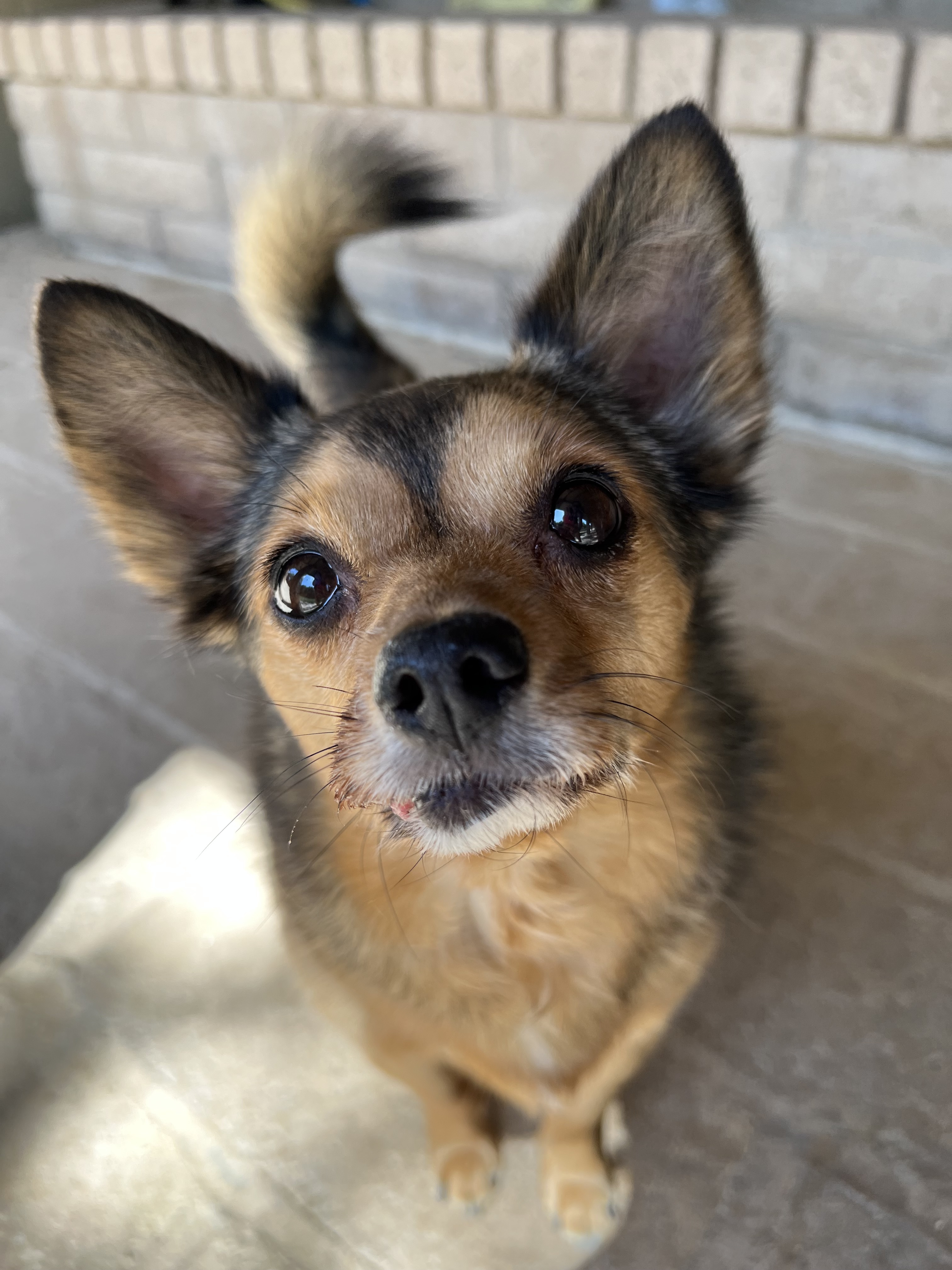 Mike, an adoptable Chihuahua in Phoenix, AZ, 85048 | Photo Image 1