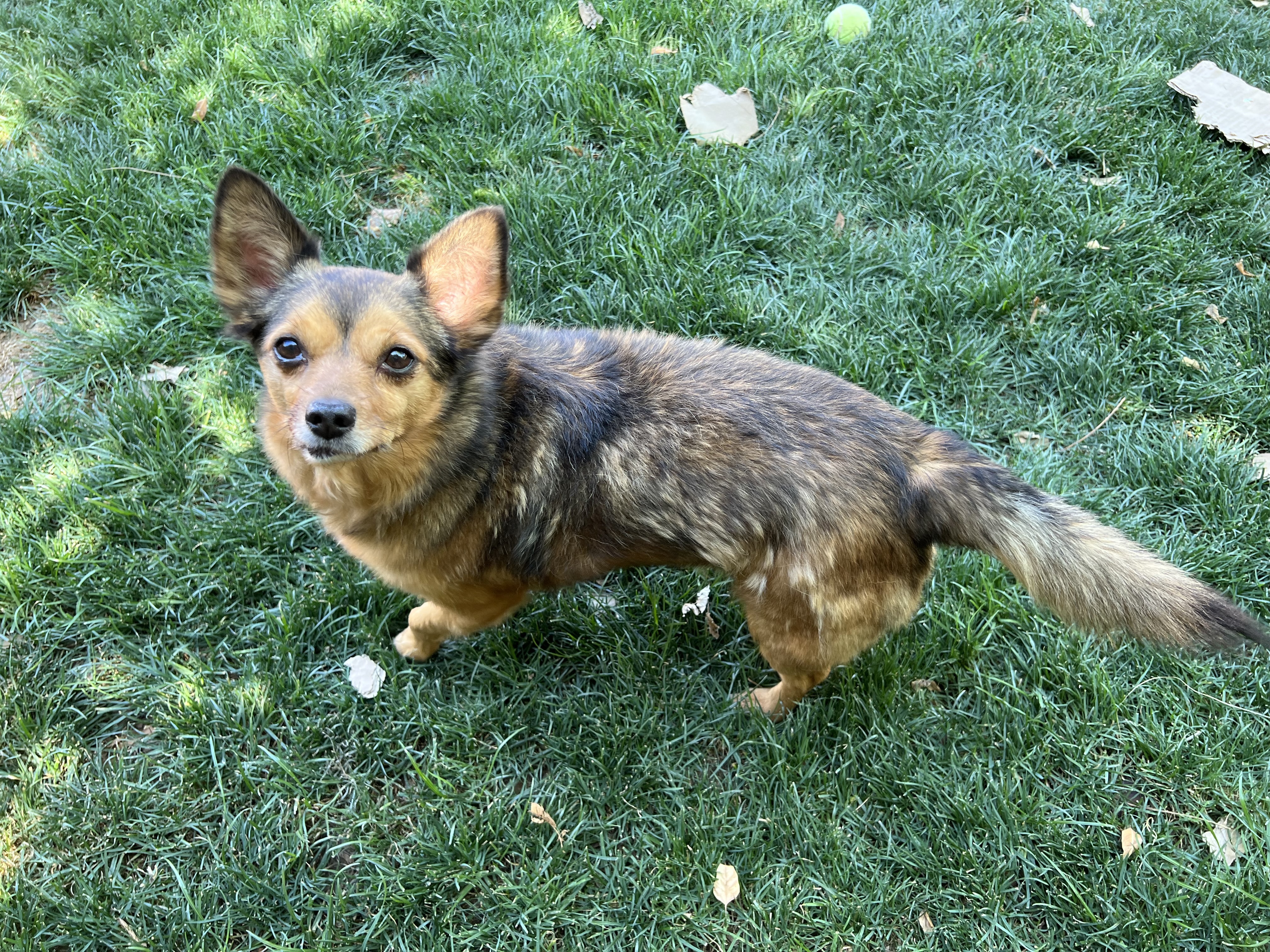 Mike, an adoptable Chihuahua in Phoenix, AZ, 85048 | Photo Image 4