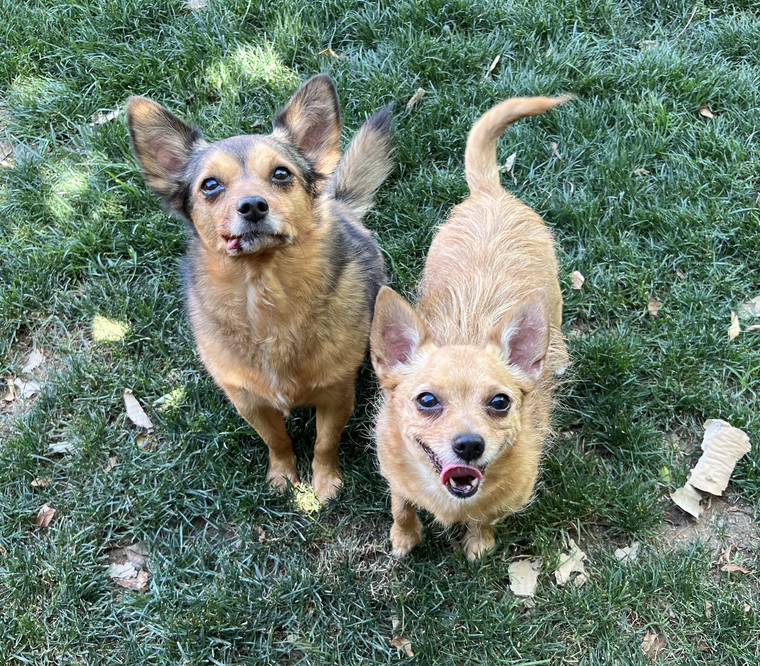 Mike, an adoptable Chihuahua in Phoenix, AZ, 85048 | Photo Image 5