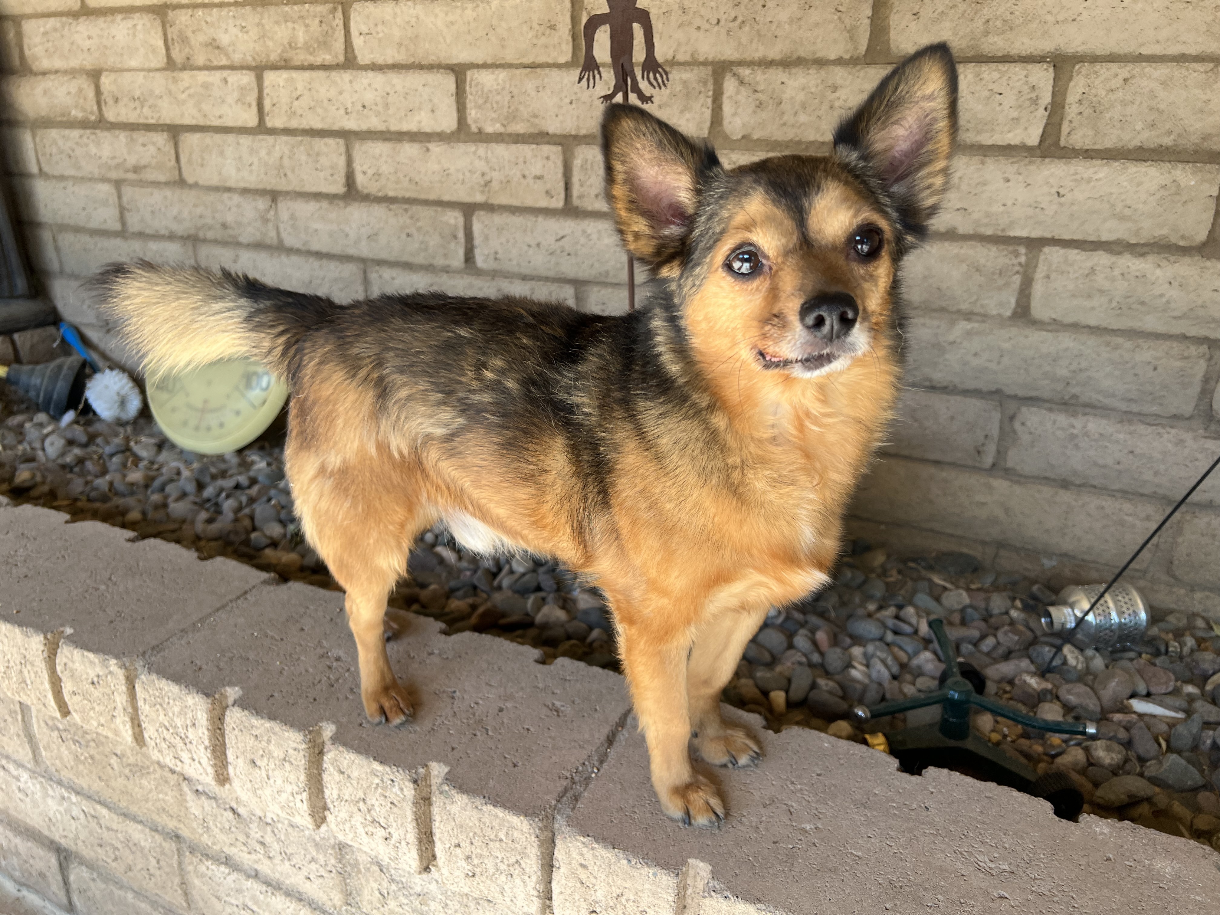 Mike, an adoptable Chihuahua in Phoenix, AZ, 85048 | Photo Image 6