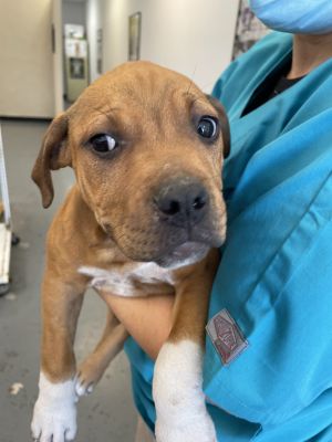 Janet is approximately an 8 week old boxer mix puppy who will be making her nort