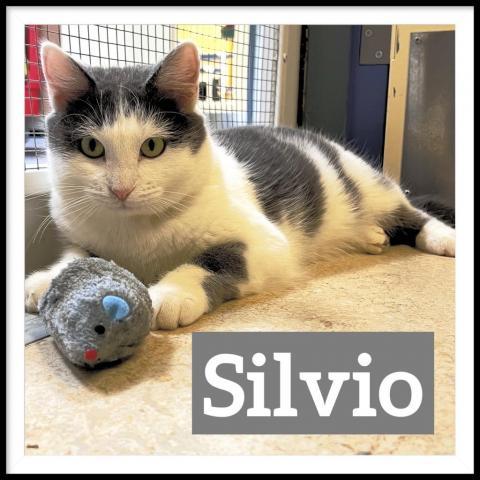 Silvio, an adoptable Domestic Short Hair in Camden, ME, 04843 | Photo Image 1