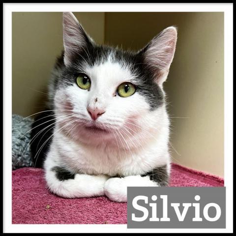 Silvio, an adoptable Domestic Short Hair in Camden, ME, 04843 | Photo Image 2