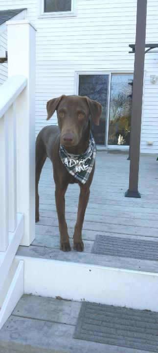 Reece - Fostered in NJ, an adopted Labrador Retriever Mix in Willington, CT_image-1