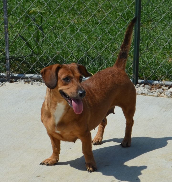Dog for adoption - River, a Basset Hound & Dachshund Mix Terre Haute, |