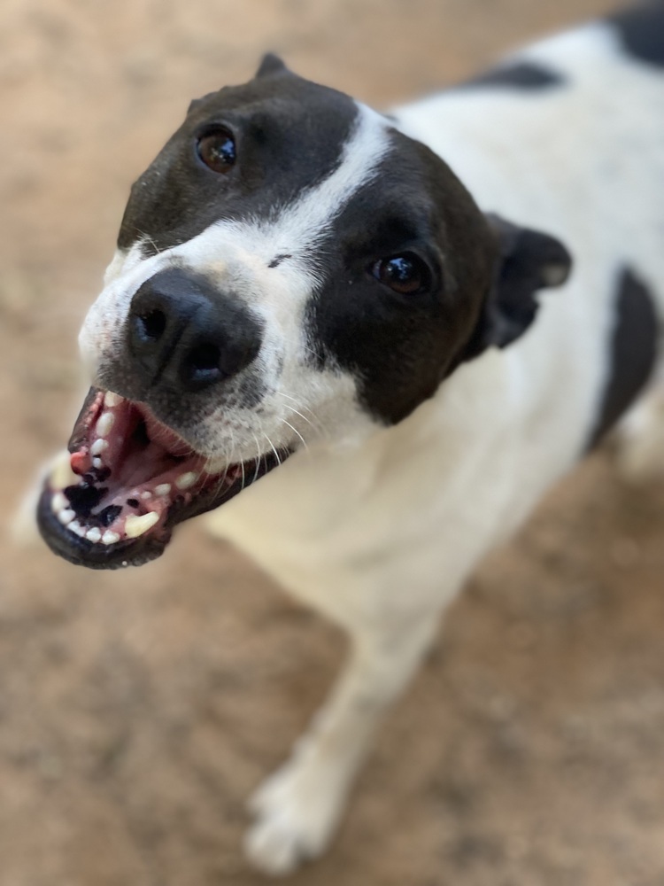 Radar - PLEASE READ ALL INFORMATION, an adoptable Feist in Greenville, SC, 29607 | Photo Image 3