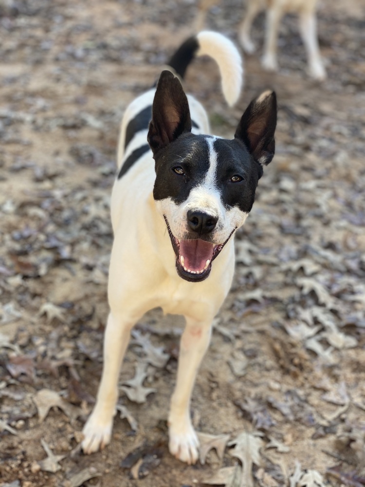 Radar - PLEASE READ ALL INFORMATION, an adoptable Feist in Greenville, SC, 29607 | Photo Image 4