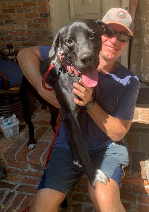 Remington ~ AMPHIBIAN!  EXCELLENT FAMILY DOG!, an adoptable Labrador Retriever in St. Petersburg, FL_image-3