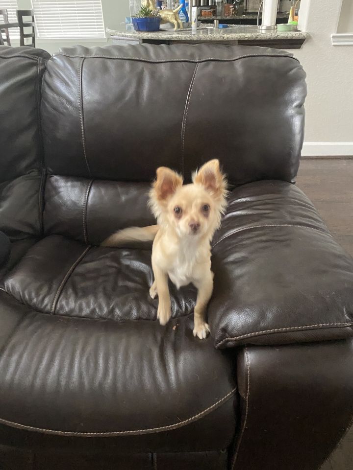 Astro, an adopted Pomeranian & Chihuahua Mix in Spring, TX_image-2