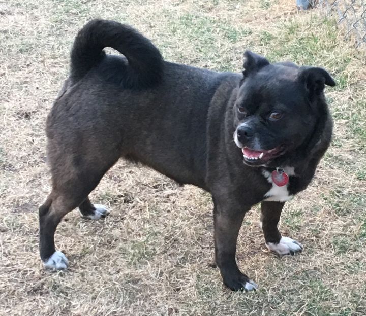 Pug and american sales bulldog mix