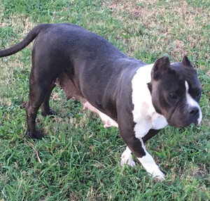 Boston terrier pug store mix for adoption