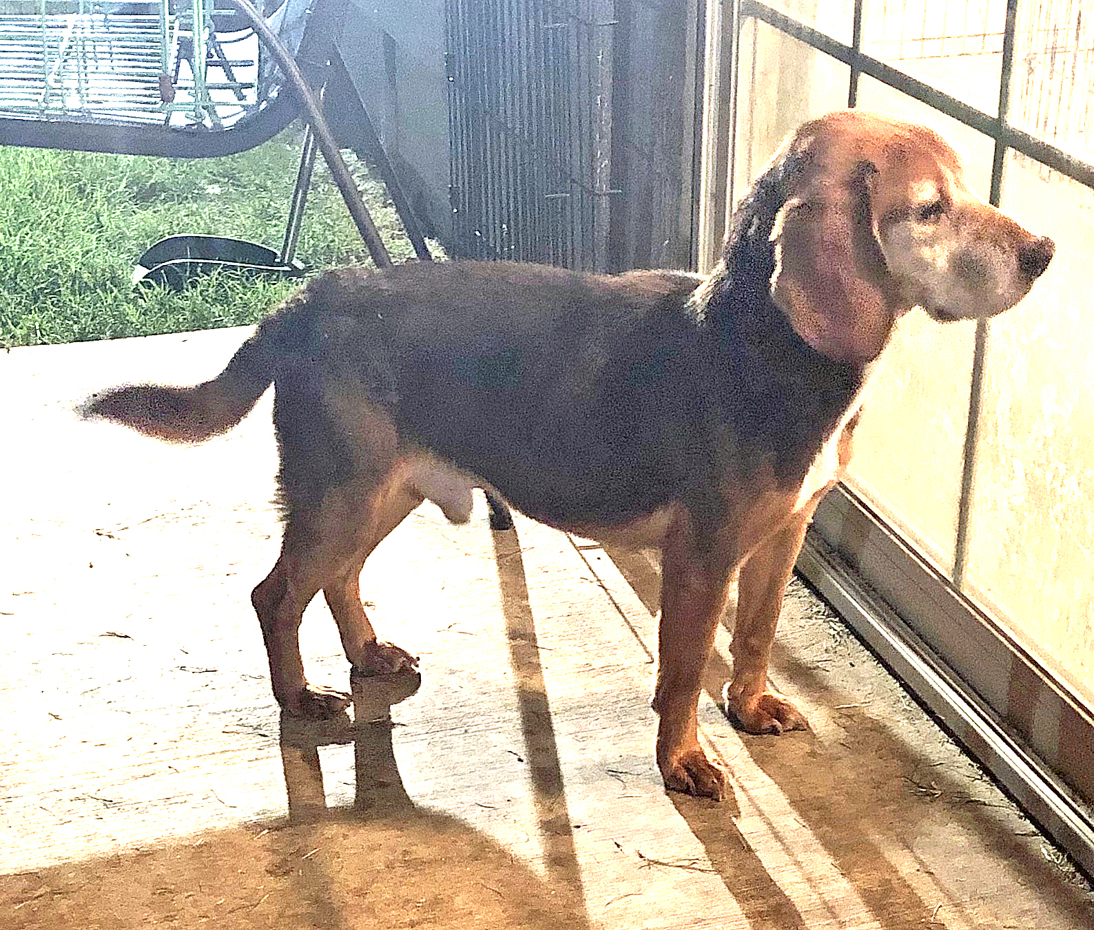BJ, an adoptable Beagle in Claremore, OK, 74019 | Photo Image 1