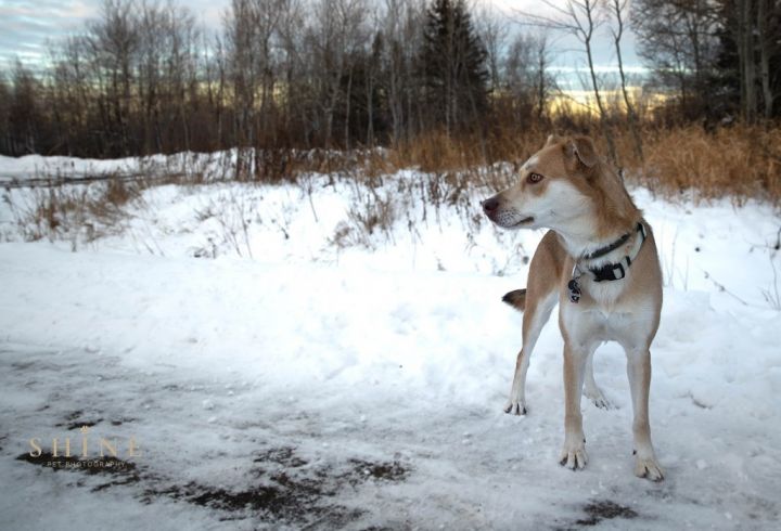 Isabelle, an adoptable Labrador Retriever & Husky Mix in Superior, WI_image-2