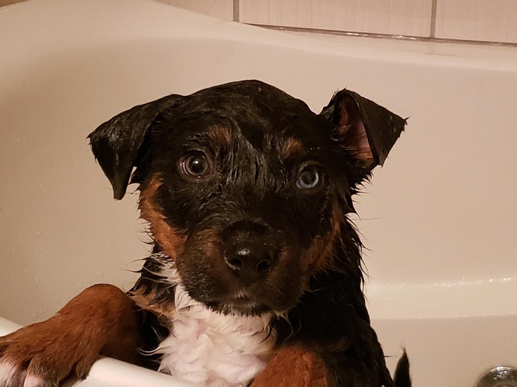 Lucky, an adoptable Mixed Breed in Saskatoon, SK, s7h 3a1 | Photo Image 2