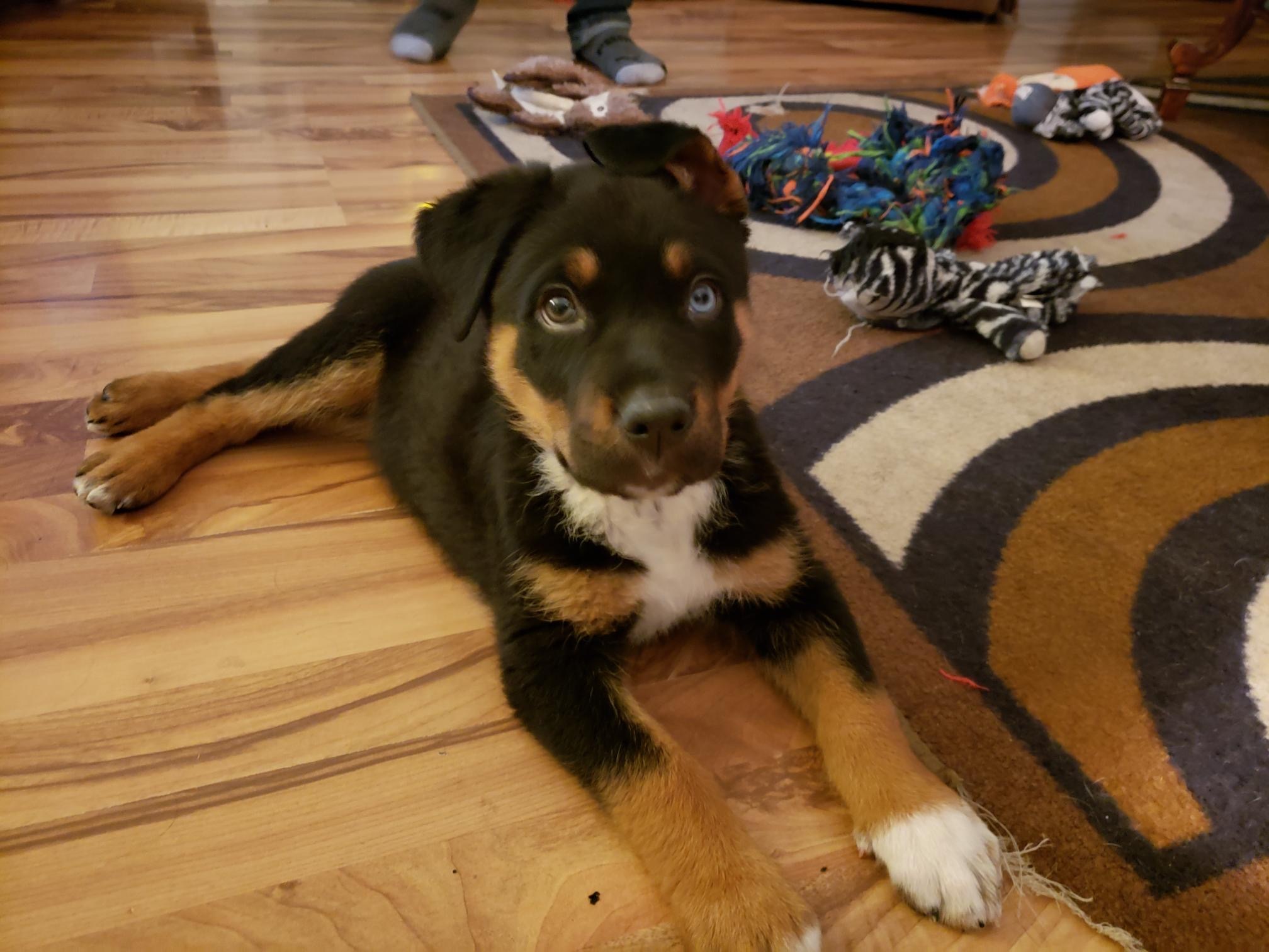 Lucky, an adoptable Mixed Breed in Saskatoon, SK, s7h 3a1 | Photo Image 3