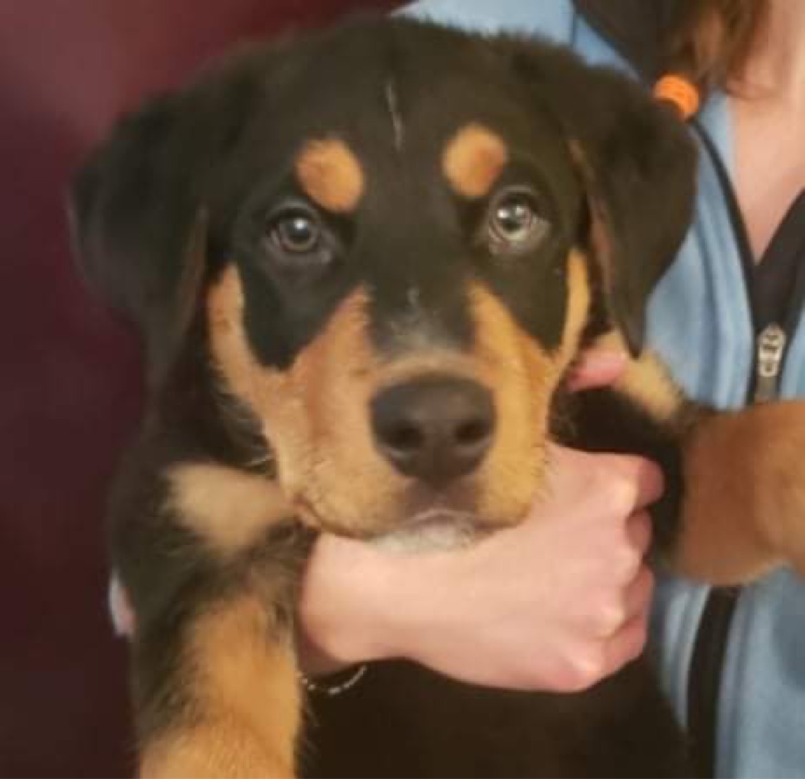 Lilith, an adoptable Mixed Breed in Saskatoon, SK, s7h 3a1 | Photo Image 1
