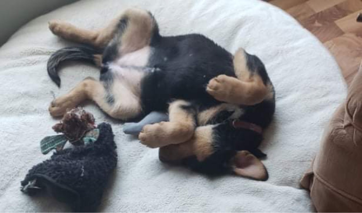 Lilith, an adoptable Mixed Breed in Saskatoon, SK, s7h 3a1 | Photo Image 2