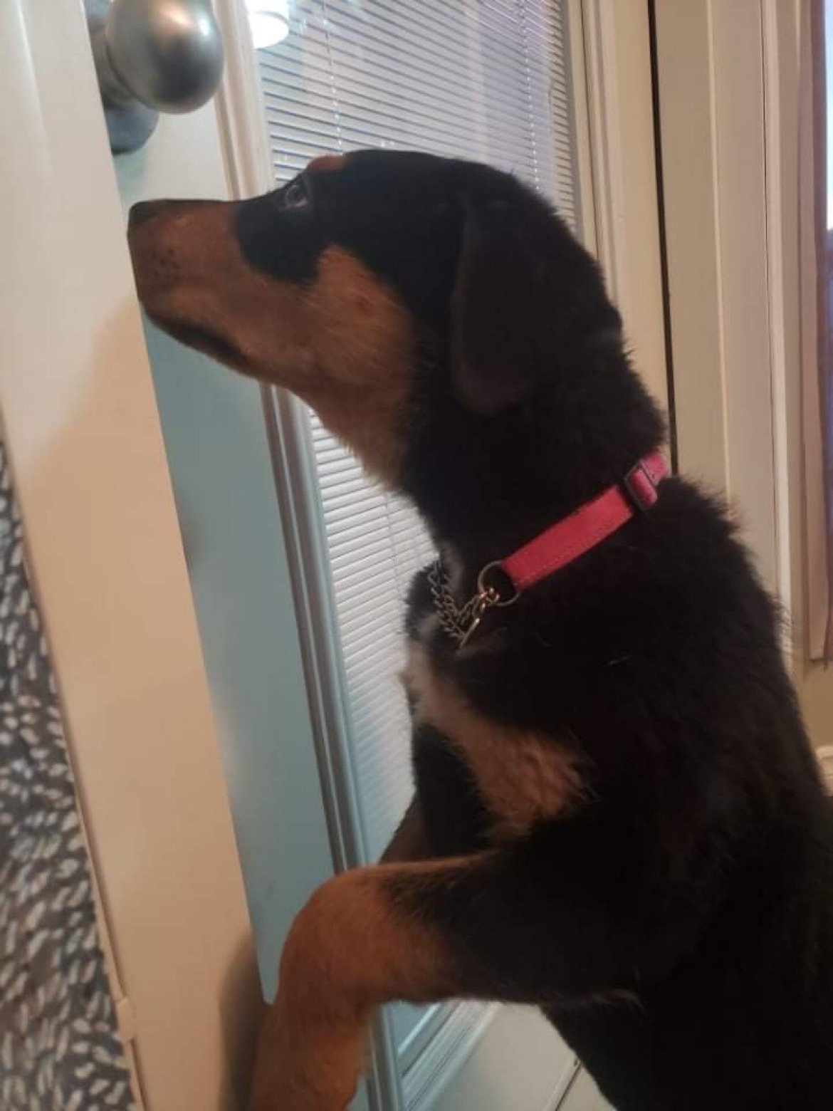 Lilith, an adoptable Mixed Breed in Saskatoon, SK, s7h 3a1 | Photo Image 3