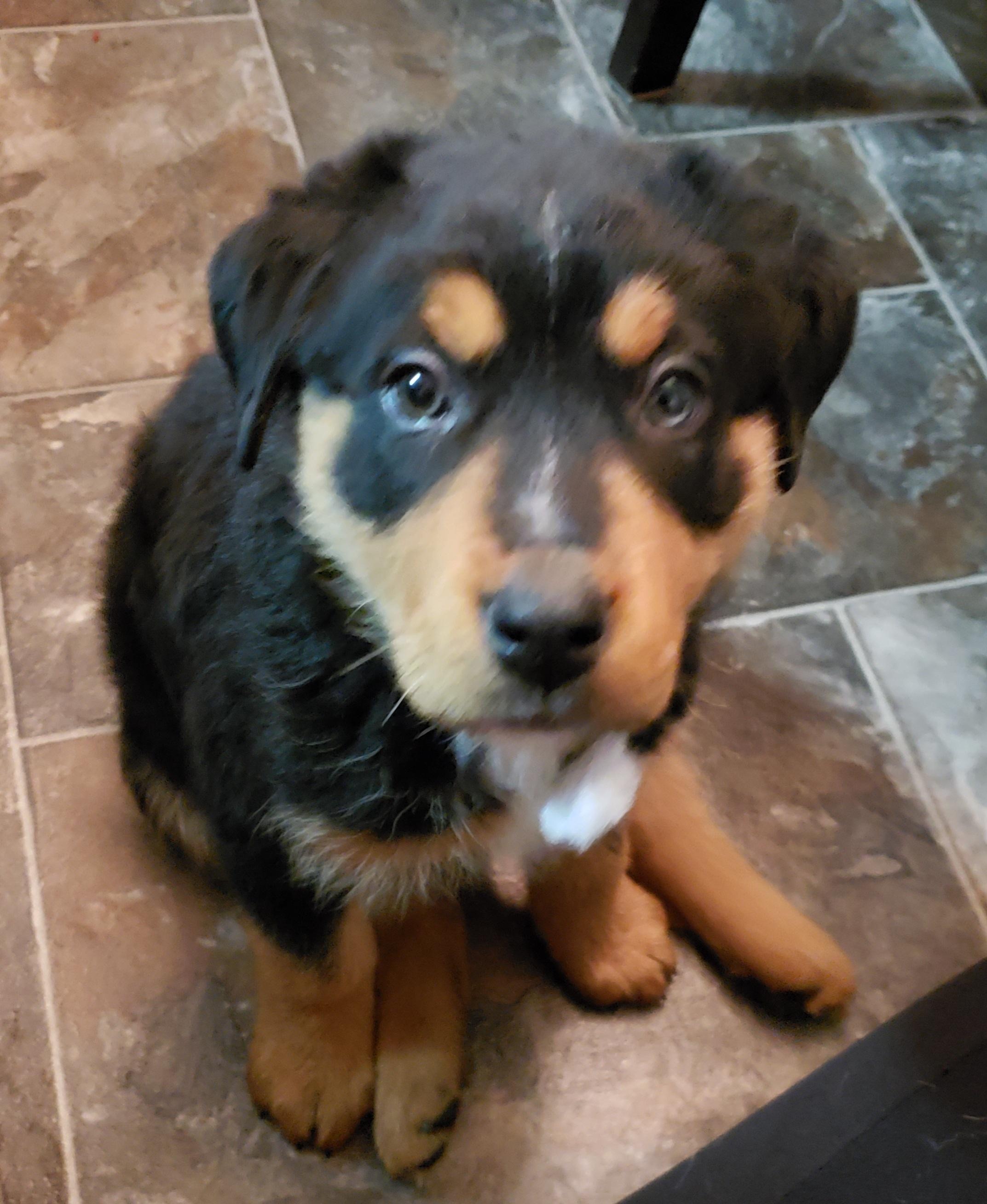 Lilith, an adoptable Mixed Breed in Saskatoon, SK, s7h 3a1 | Photo Image 5