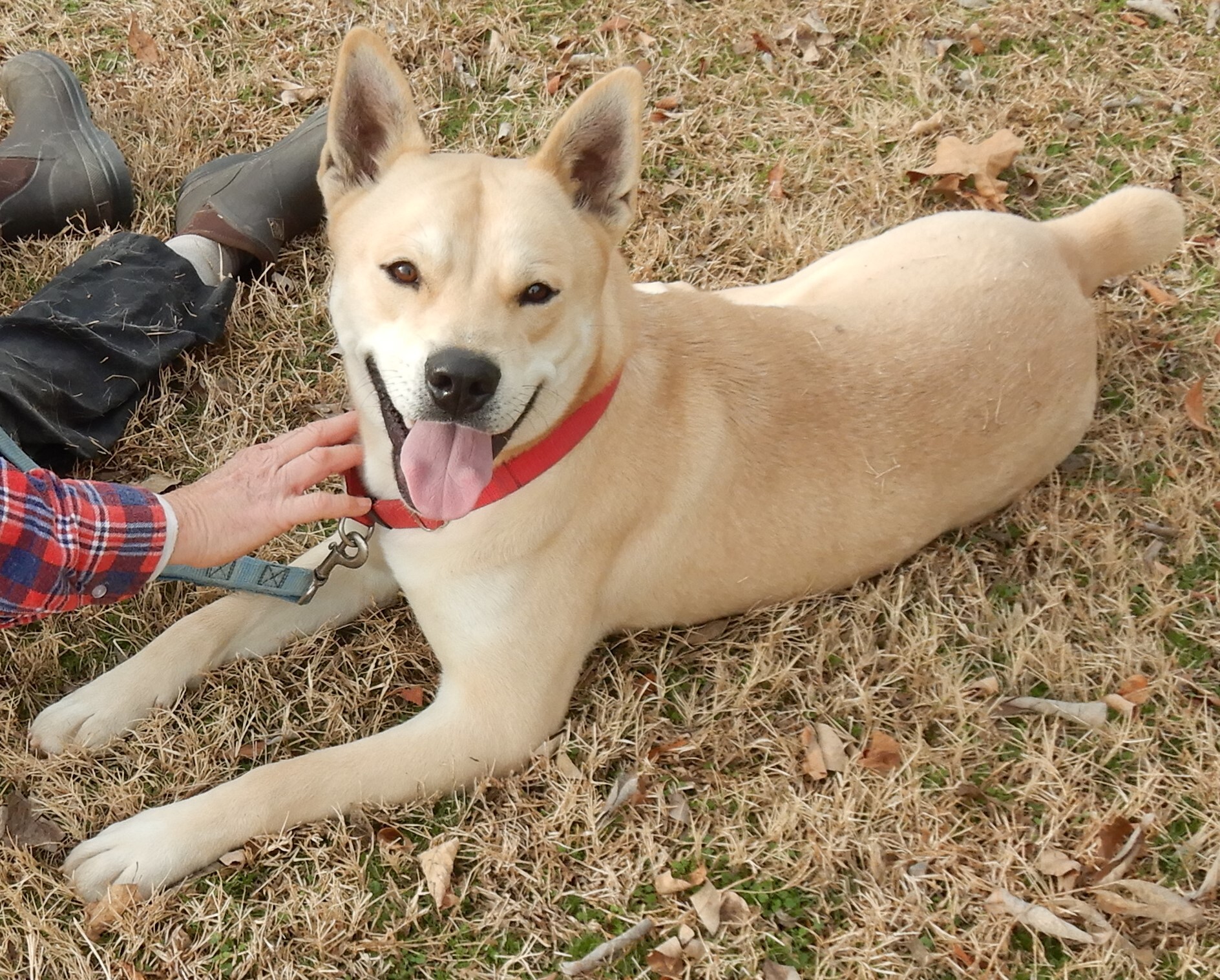 Drake, an adoptable Shiba Inu in Charleston, AR, 72933 | Photo Image 1
