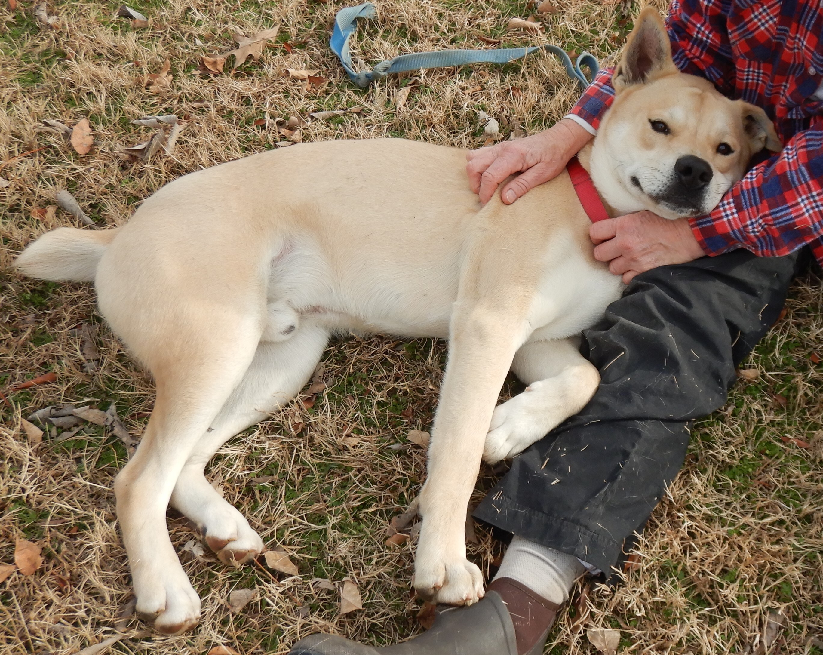 Drake, an adoptable Shiba Inu in Charleston, AR, 72933 | Photo Image 2