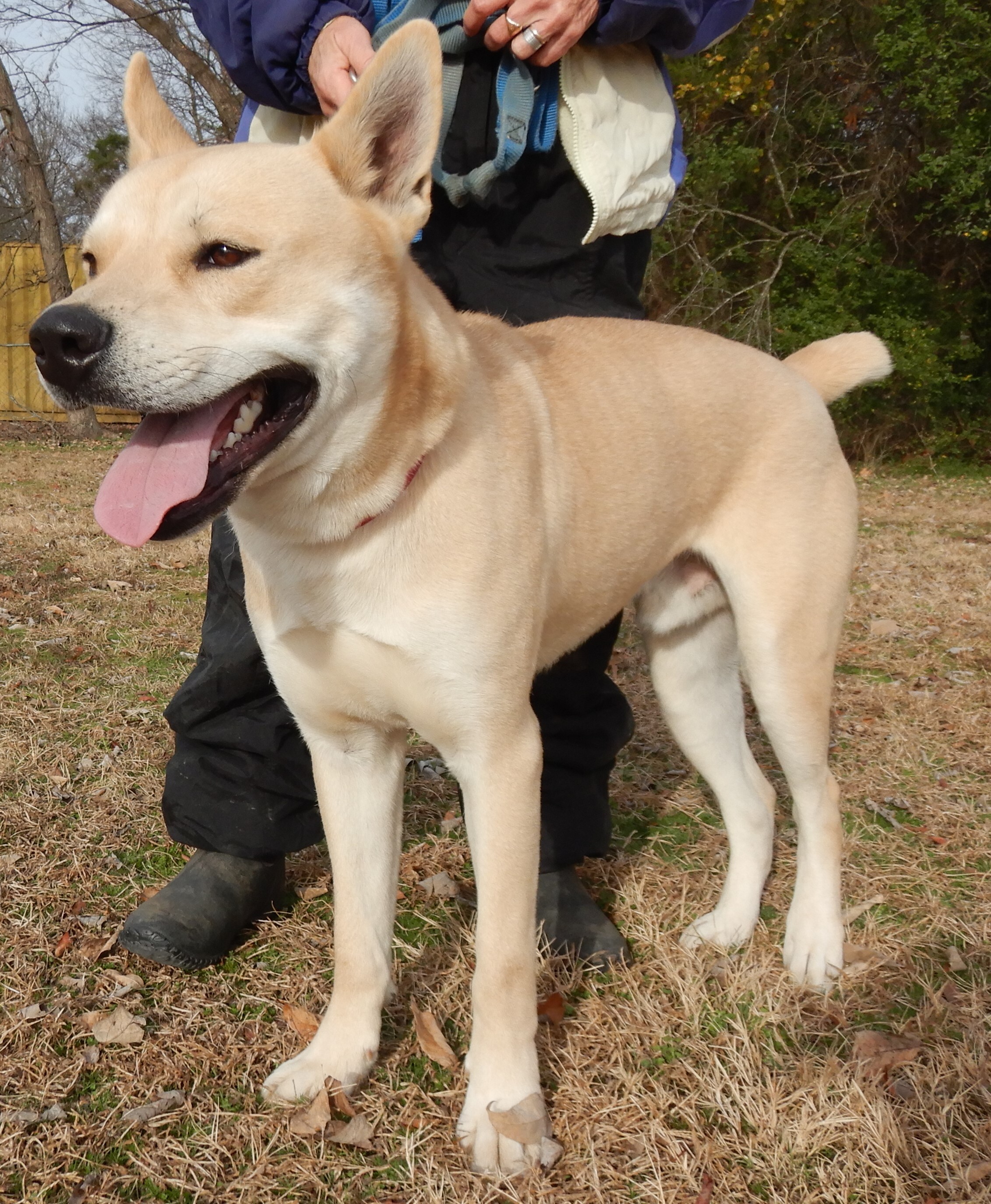 Drake, an adoptable Shiba Inu in Charleston, AR, 72933 | Photo Image 4