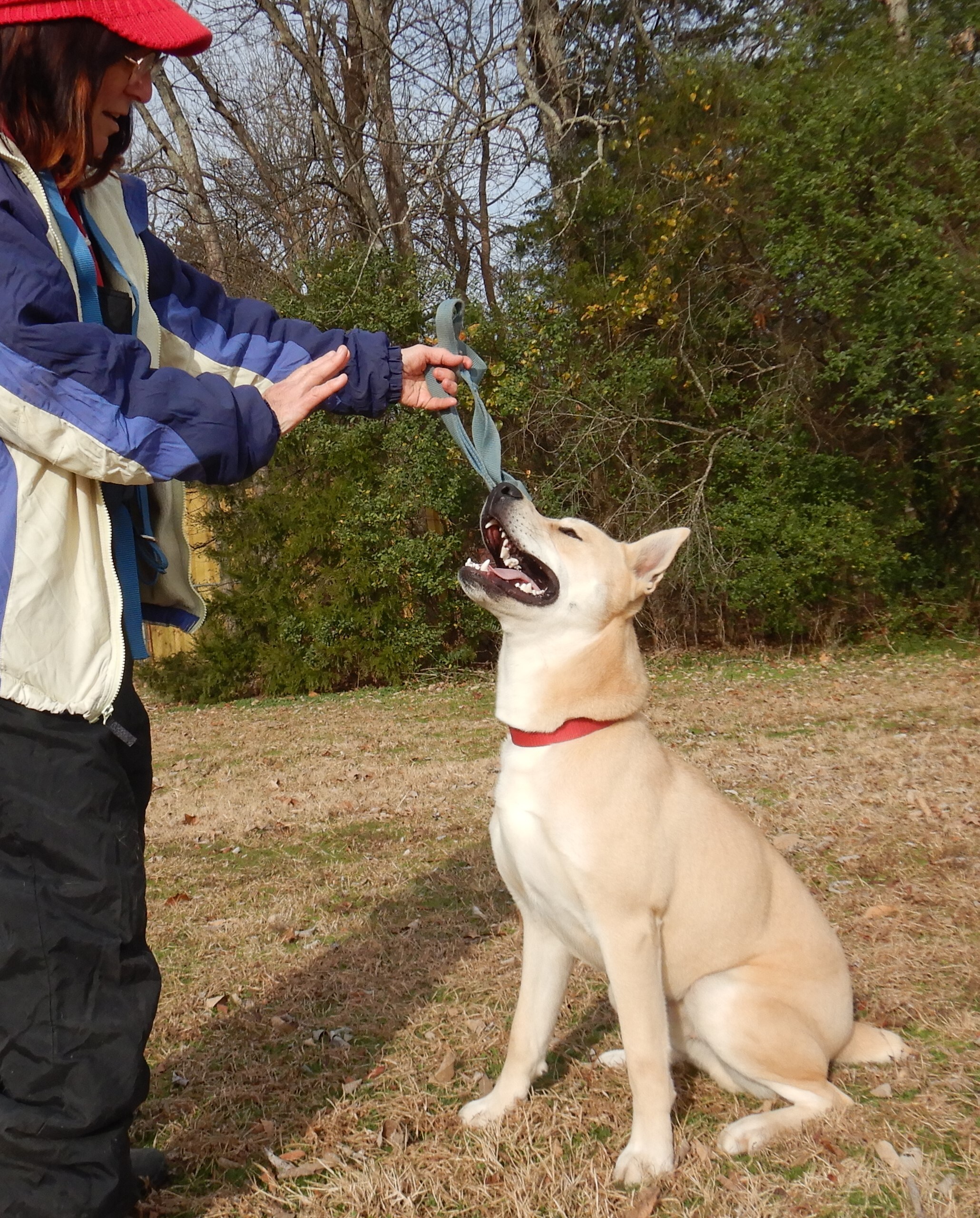 Drake, an adoptable Shiba Inu in Charleston, AR, 72933 | Photo Image 5