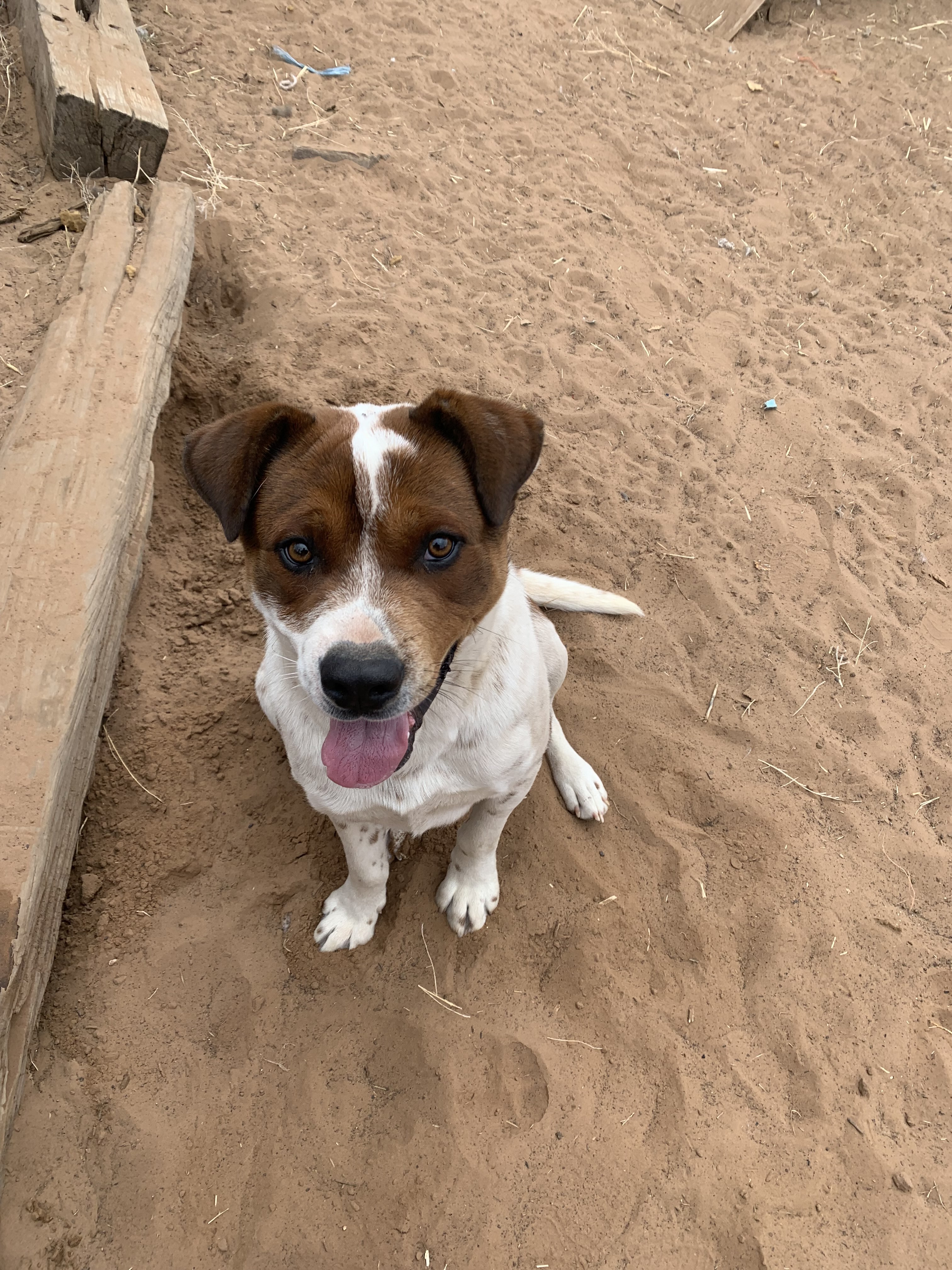 Koyemsi, an adoptable Cattle Dog in Albuquerque, NM, 87107 | Photo Image 1
