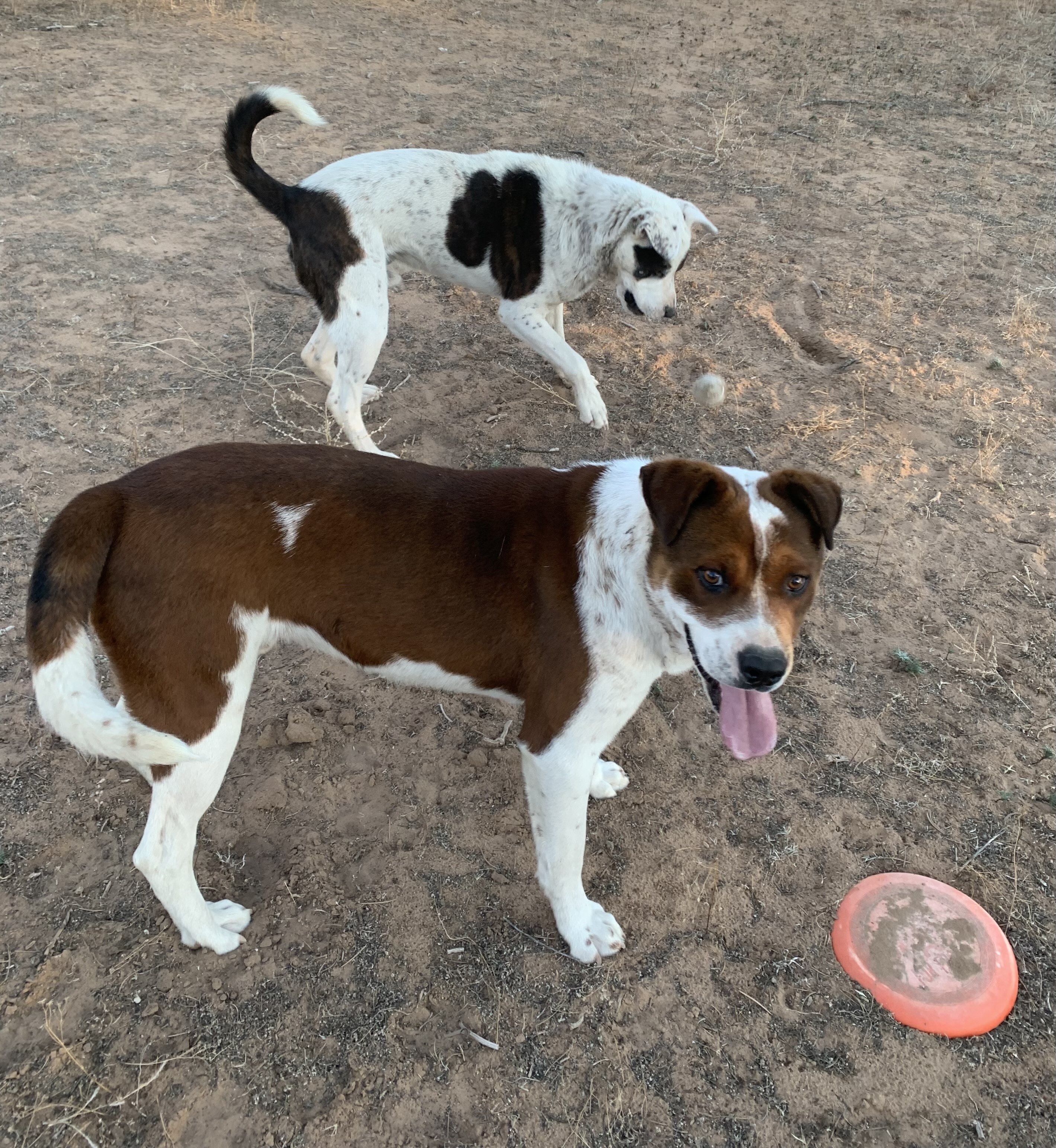 Koyemsi, an adoptable Cattle Dog in Albuquerque, NM, 87107 | Photo Image 2