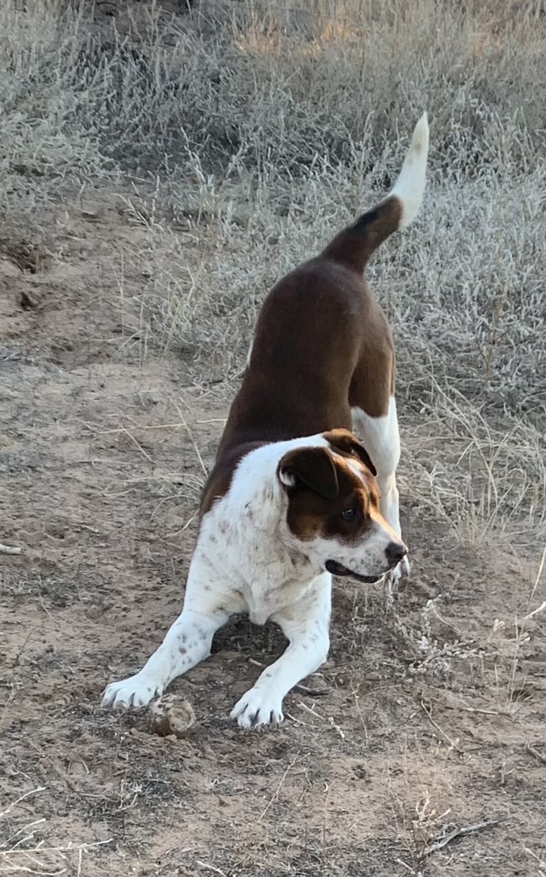 Koyemsi, an adoptable Cattle Dog in Albuquerque, NM, 87107 | Photo Image 3
