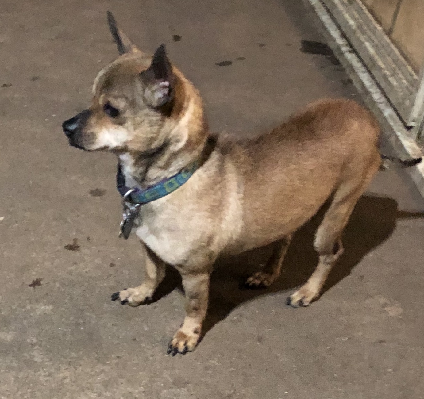 CLINT, an adoptable Dachshund, Chihuahua in Claremore, OK, 74019 | Photo Image 1